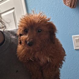 Maisy - Apricot female Goldendoodle puppy in Milwaukwe, Wisconsin from Wisconsin Doodles