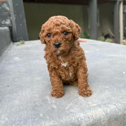 Cove - Apricot female Cavapoo puppy in Spanish Fork, Utah from Poseydoodle