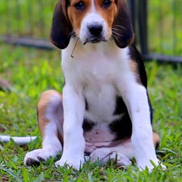 American Foxhound and American Staffordshire Terrier Puppies from Whitlow Kennel
