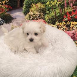 Jade - White female Maltese puppy in North Myrtle Beach, South Carolina from Perfect Puppies