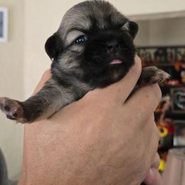 Salem - Sable female Tibetan Spaniel puppy in Billings, Montana from Embershine Tibetan Spaniels