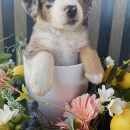 Willow - Blue merle male Australian Shepherd puppy in Mesa, Arizona from Four Peaks Aussies