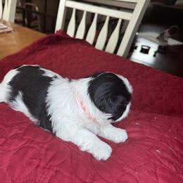 Shih Tzu Puppies from Judy's Shih Tzus