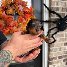 Noah - Dapple male Dachshund puppy in Powell, Tennessee from Tall & Tiny TN k9s