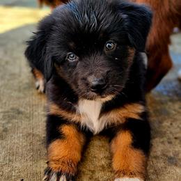Justice - Black tri-color female Australian Shepherd puppy in Silex, Missouri from Small Town Australian Shepherds