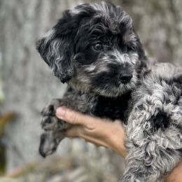 Lake - Merle Goldendoodle puppy in Bradenton, Florida from Doodle Acres