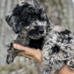 Lake - Merle Goldendoodle puppy in Bradenton, Florida from Doodle Acres