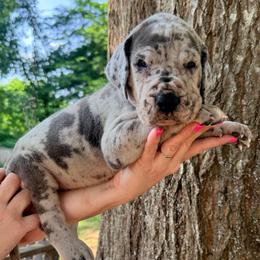 Yellow collar - Merle female Great Dane puppy in Ider, Alabama from Sand Mountain Danes LLC