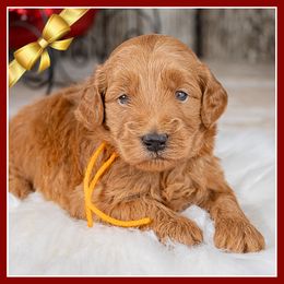 Frost - Red  male Goldendoodle puppy in Connersville, Indiana from Deaz Doodle Ranch