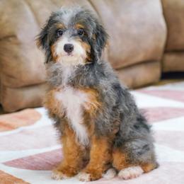 Shabby (socialization program grad) - Blue merle male Bernedoodle puppy in Dundee, Ohio from Down Home Doodle