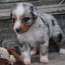 Boy 4 - male Australian Shepherd puppy in Burbank, South Dakota from Dakota Rose Aussies