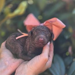 Dilly Dally - Pink Collar - Phantom female Poodle puppy in Springfield, Oregon from Valaurah Farms