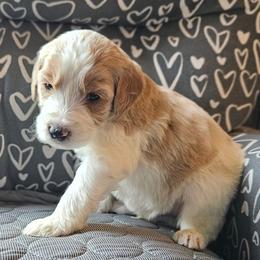 Hank - Sable male Goldendoodle puppy in Kansas City, Missouri from Poppy's Doodles