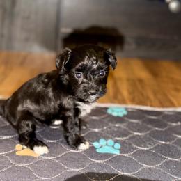 Gypsy - Black female Yorkipoo puppy in Hardin, Texas from Oodlesoflildoodles