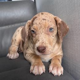 Snickers - Chocolate and white female Great Dane puppy in Florida from Beachside Kennels