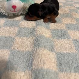 Levi AVAILABLE (1600.00) - Blue and gold male Yorkshire Terrier puppy in Brandenburg, Kentucky from Lil Amazing Paws Yorkshire Terriers