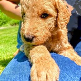 "Light Blue (male)" Goldendoodle Puppies from Goshen Doodles