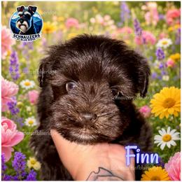 Finn - Liver male Miniature Schnauzer puppy in Spruce Pine, North Carolina from Schnauzers of Blue Ridge