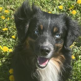 Miniature Australian Shepherds from Fairfax Aussies