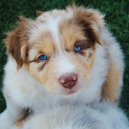 Australian Shepherd Puppies from Tru Blu Aussies