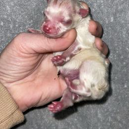 Yetti - Cream male Pomeranian puppy in Franklin, North Carolina from A&J Cutie Pawtooties