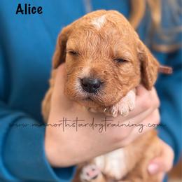 Alice - Apricot female Goldendoodle puppy in Lancaster, Minnesota from North Star Dog Training