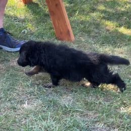 German Shepherd Puppies from Peristar