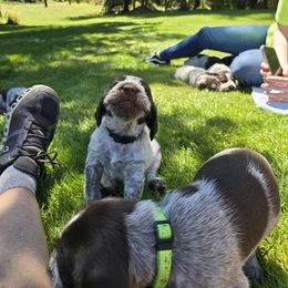 German Wirehaired Pointer Puppies from Paulette Gamroth's German Wirehaired Pointers
