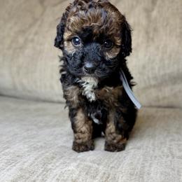 Blackjack - Sable male Bernedoodle puppy in Lamar, Colorado from Jozlyn’s Pups