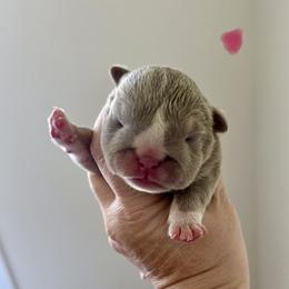 Rose - Lilac tri-color female Bulldog puppy in Hernando, Mississippi from Blues City Bulldogs