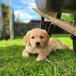 Oliver - Golden Retriever puppy in Anchorage, Alaska from Denali Golden Retrievers