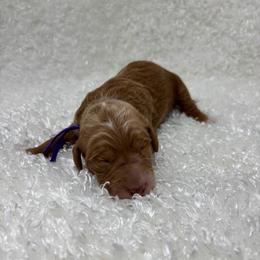 Violet - Red  female Goldendoodle puppy in Casselberry, Florida from My Little Doodle