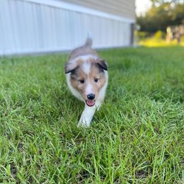 Pluto - Sable merle and white male Collie puppy in St Augustine, Florida from Saltwater Collies LLC