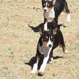 Basenji Puppies from Wild West Basenjis