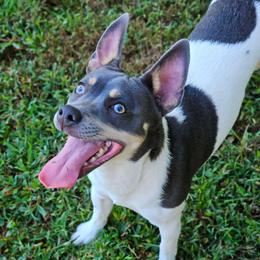 Skuggi - Rat Terrier