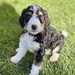 Wednesday - Tri-color female Bernedoodle puppy in Springville, Utah from Oodles of Bernedoodles