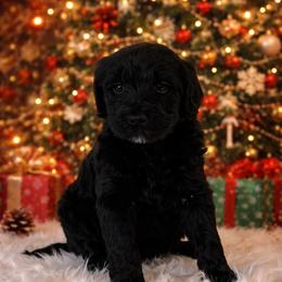 Coal - Black male Goldendoodle puppy in Fairmount, Georgia from Muscadine Meadows Farm