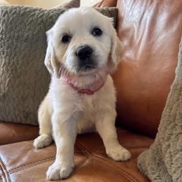 Pink girl - Light golden female Golden Retriever puppy in Pahrump, Nevada from Southern Nevada Goldens