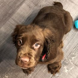 Bullmastiffs and Sussex Spaniels from Ol West Bullmastiffs and Sussex Spaniels
