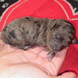 Pig Pen - Blue merle male Aussiedoodle puppy in Cumberland, Rhode Island from W Doodle Crew