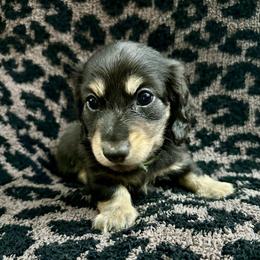 Saint - 2700- traveling to North Carolina for delivery - Cream male Dachshund puppy in Biloxi, Mississippi from Southern Doxies Ms