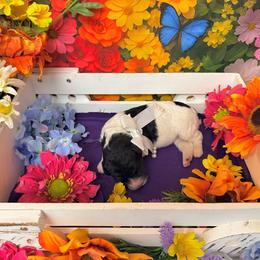 Purple - Black female Poodle puppy in Houma, Louisiana from Smart Azz Poodles