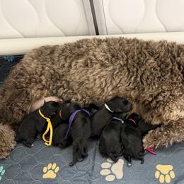 Light Blue - Black female Schnoodle puppy in Saint Augustine, Florida from Gunnie Luv, LLC