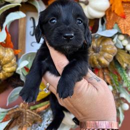 Solid black girl - Black female Dachshund puppy in Payette, Idaho from NT Mini Doxies