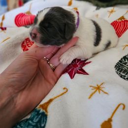 Girl2 - White and gray female Newfoundland puppy in Ohio from Vermillion Newfoundlands