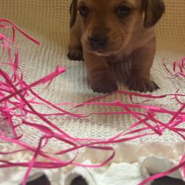 Lily - Red female Dachshund puppy in Colonial Heights, Virginia from Mimi’s Doxies