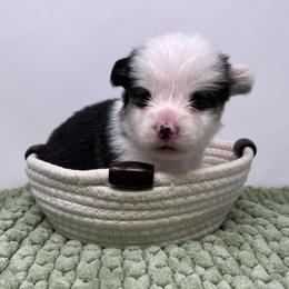 Patty - Black and tan female Pembroke Welsh Corgi puppy in Waco, Texas from The Comma Corgis