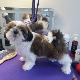 Northstars Leading Light Gracie - Gold and white female Shih Tzu puppy in Paso Robles, California from Northstar Shih Tzu