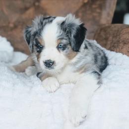 Blue - Blue merle male Australian Shepherd puppy in Yakima, Washington from Naches Heights Ranch