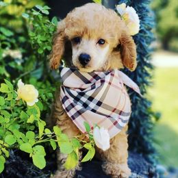 Poodles and Siberian Huskies from Mj Faith Poodles